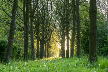 Bomen- en struikenpad Natuurpark Lelystad
